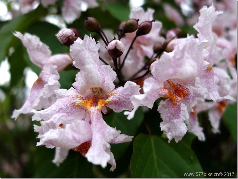 clip_image073